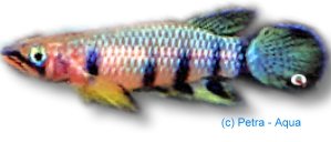 playfairii (4 - 5 cm)