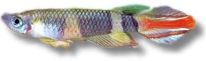Annulatus (Pseudoepiplatys annulatus) 1,0–1,5 cm