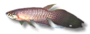 longipinnis (4 - 6 cm)