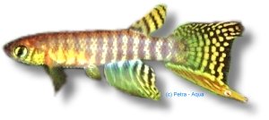 peruensis (4 - 6 cm)