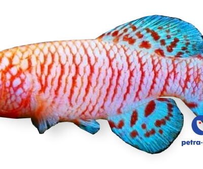 rachovii albino (2,5 - 3,5 cm)
