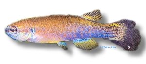 Brown Rivulus, Green Rivulus (Rivulus cylindraceus) 3–4 cm