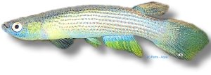 Golden-Tailed Rivulus (Rivulus holmiae) 3–4 cm