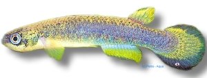 santensis (3 - 4 cm)