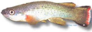 magdalenae (3 - 4 cm)