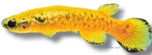 marmoratus (3 - 4 cm)