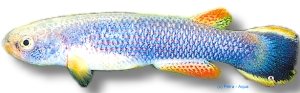 hartii (3 - 4 cm)
