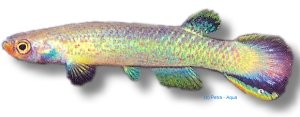 tenuis (3 - 4 cm)