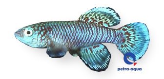Nothobranchius eggersi blue 2,5–3,5 cm
