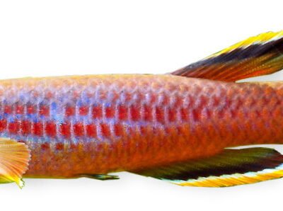 c. celiae Teke (M)
