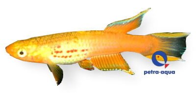 Apyosemion australe gold 3–4 cm