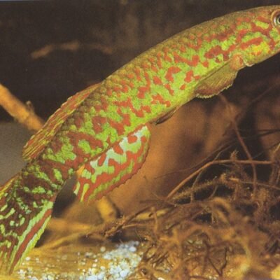 geryi (3 - 4 cm)