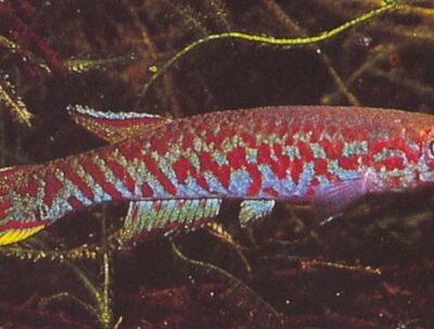 chaytori (3 - 4 cm)
