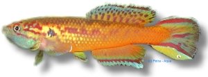 occidentalis (4 - 6 cm)