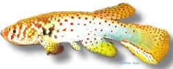 pyropunctata (2,5 - 3 cm)