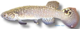 stelifer (3 - 4 cm)