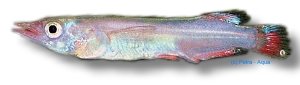 liemi (6 - 10 cm)