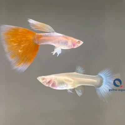 Poecillia ret. (in pair) albino sky red 2–3 cm
