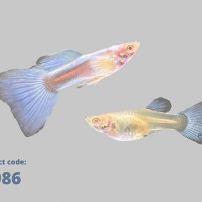 Poecilia ret. (in pair) albino sky blue 2–3 cm