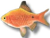 Rosy Barb Gold (Barbus Puntius conchonius gold) 3–3,5 cm