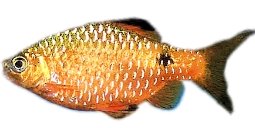 Rosy Barb (Barbus Puntius conchonius) XL
