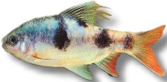 Longfin Barb (Barbus Puntius arulius) 3,5–4,5 cm