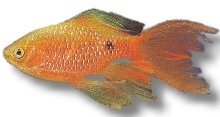 Rosy Barb Long Fin (Barbus Puntius conchonius long fin) 3,5–5 cm
