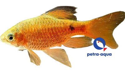 Rosy Barb Gold Long Fin (Barbus Puntius conchonius gold-long) 3,5–4 cm