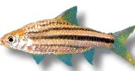 lineatus (> 5 cm)