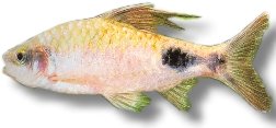 Filament Barb, Black-Spot Barb (Barbus Puntius filamentosus) 5–6 cm