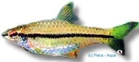 gambiensis (3,5 - 4 cm)