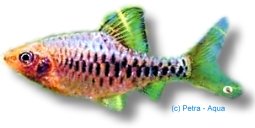 oligolepis gold (3,5 - 4 cm)