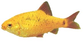 semifasciolatus (> 4,5 cm)
