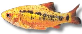 schuberti (4 - 5 cm)