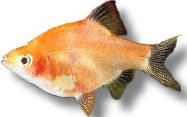 Tiger Barb HonkKong (Barbus Capoeta tetrazona h.k.) 2,5–3 cm