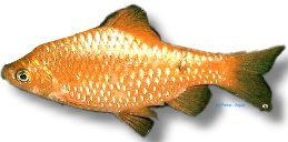 Rosy Barb Diamond (Barbus Puntius conchonius diamant) 3–4 cm