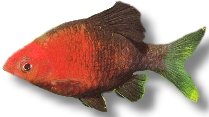 nigrofasciatus (> 4 cm)