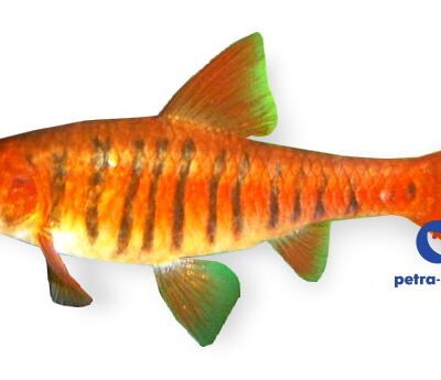 Barbus fasciolatus barilioides 3,5–4,5 cm