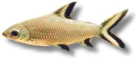 melanopterus (5 - 6 cm)