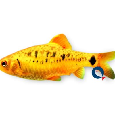 schuberti neon (3 - 4 cm)