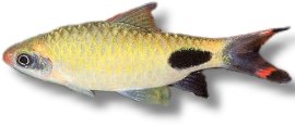 mahecola (4 - 5 cm)