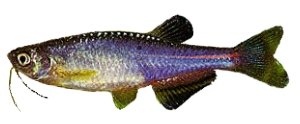 Pearl Danio (Brachydanio albolineatus) 3–4 cm