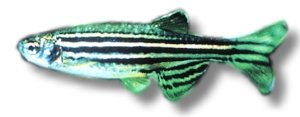 Zebra Danio (Brachydanio rerio) >3,8 cm