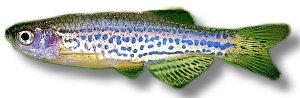 Leopard Danio (Brachydanio frankei) 3–3,5 cm