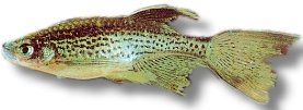 Leopard Danio Long Fin (Brachydanio frankei long fin) >3,8 cm