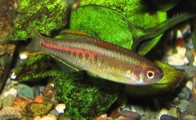 choprai (1 cm)