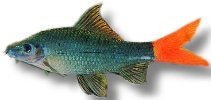 Red-Tailed Labeo (Labeo bicolor) 5,5–7 cm