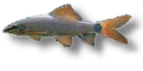 frenatus (9 - 12 cm)