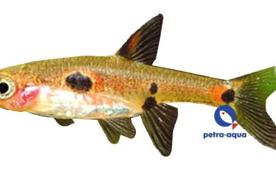 maculata (1 - 2 cm)