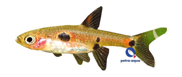 petra-4143 petra-4143